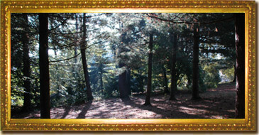 Wald.jpg